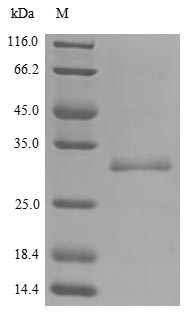 Human BPHL protein