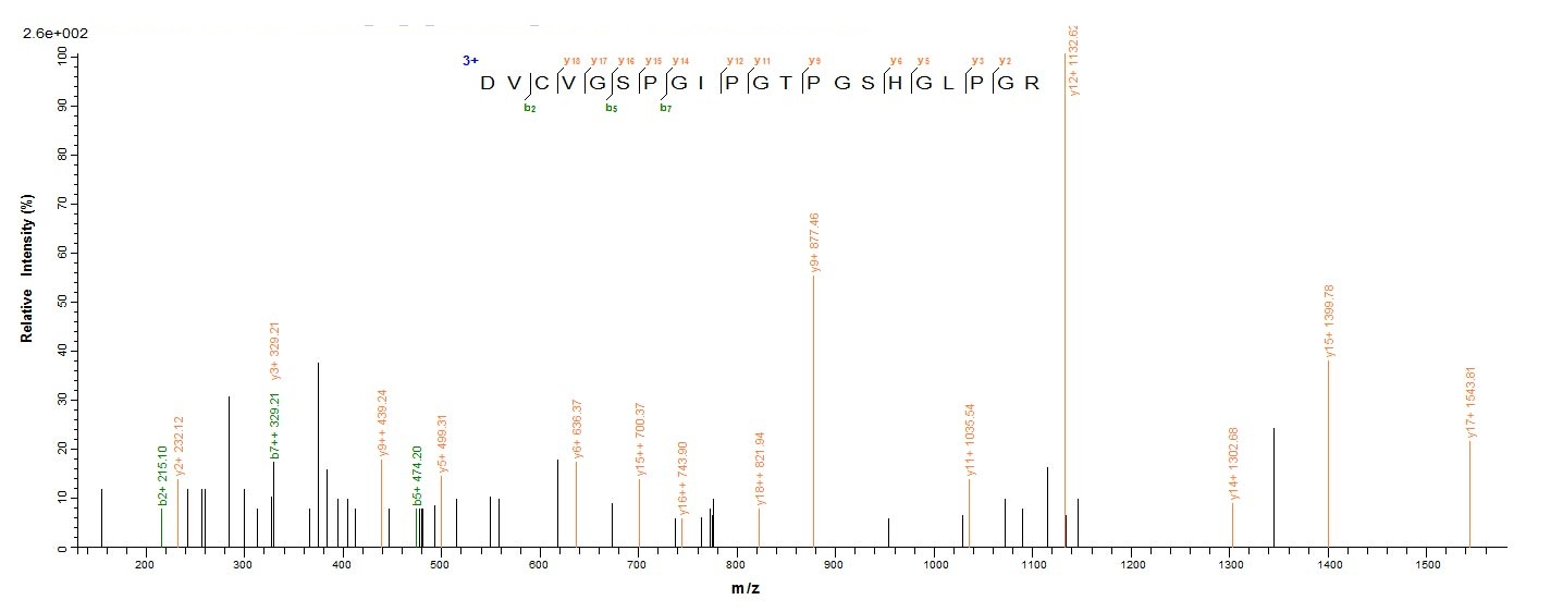 Human SFTPA1 protein