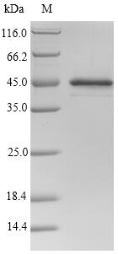 Mouse Serpina3n protein