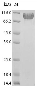 Fungi eglD protein