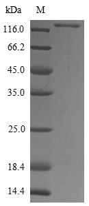Fungi eglD protein
