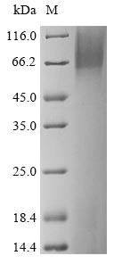 Mouse Plxdc1 protein