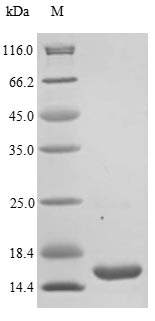 Bacteria scn protein