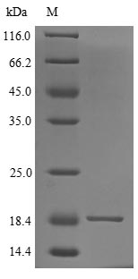 Human SLURP2 protein