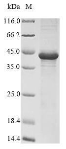 Plant Olea europaea Pollen allergen Ole e 7 protein