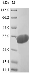 Mouse Ywhab protein
