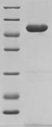 Mouse Ywhab protein