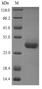 Mouse Ywhab protein