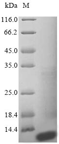 Human S100A14 protein
