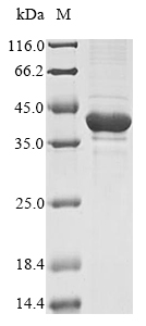 Plant BAM1 protein