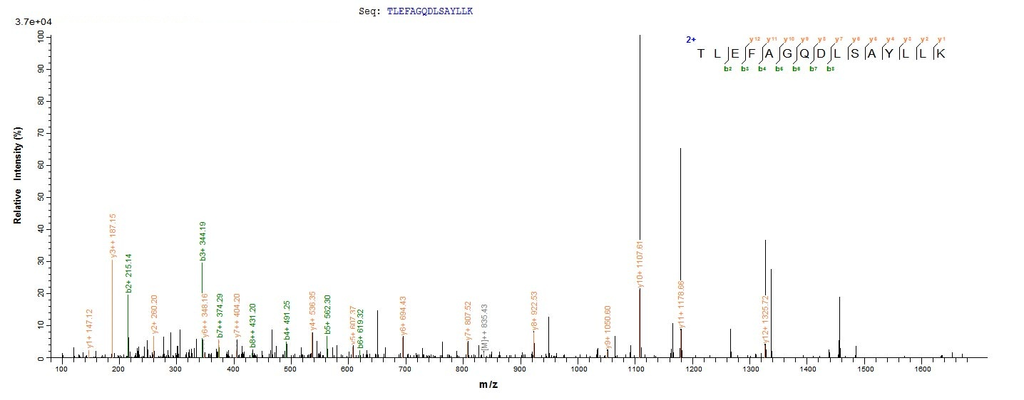 Human ACTL8 protein
