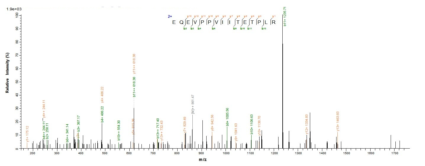 Human ACTL8 protein