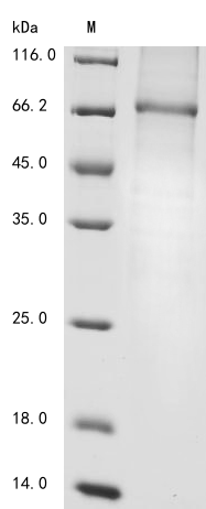 Rat Cfi protein