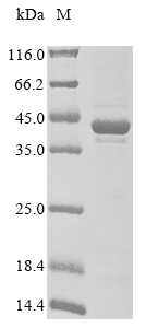 Mouse Dhodh protein