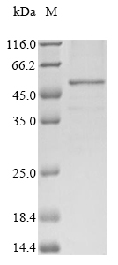 Human IRF1 protein