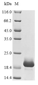 Human LY96 protein