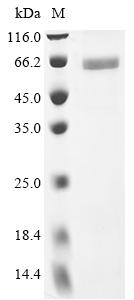 Human MYCN protein
