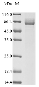 Rat Nup62 protein
