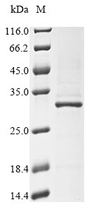 Human RPS9 protein