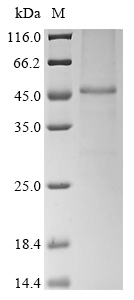 Mouse Tshr protein
