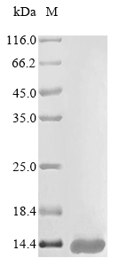 Animal Ts2 protein
