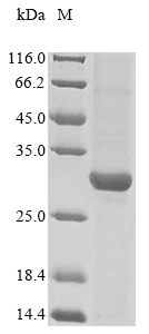 Canine Nc-DigChim-324430 protein