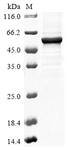 Plant At1g09870 protein