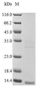 Animal Lqhb1 protein