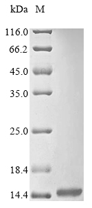 Animal Ts1 protein