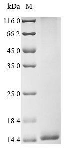 Animal LqqIT1 protein