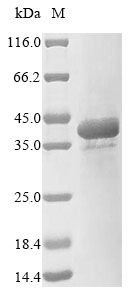 Algae Plasmepsin-1 protein