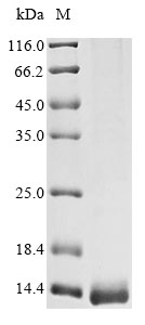 Animal Tb2-II protein