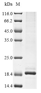Mouse Lyz2 protein