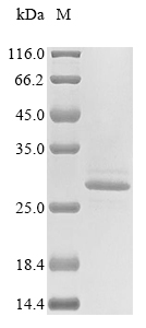 Human CELA2B protein