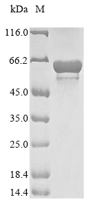 Insect Pilosulin-3b protein