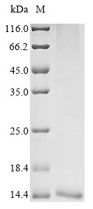 Animal Tz1 protein