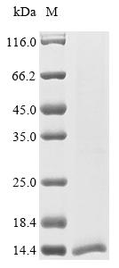 Animal BjaIT protein