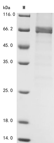 Mouse Prkaa1 protein