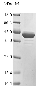Rat Dhodh protein