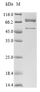 Mouse Acox1 protein