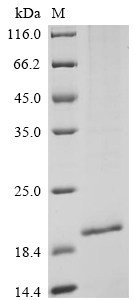 Human SALL4 protein