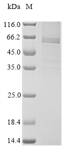 rat Ripk3 protein