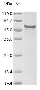 Mouse Nr5a1 protein