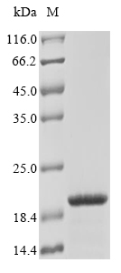 Mouse Tspo protein