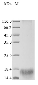 Virus Pret-110 protein