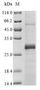 Virus GPC protein