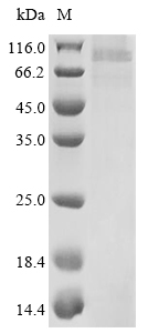 Virus herpesvirus 7 Envelope glycoprotein B protein