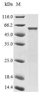 Mouse Neu4 protein