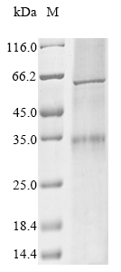 Human OR5V1 protein
