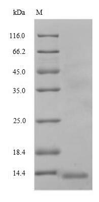 Human MDR1 protein